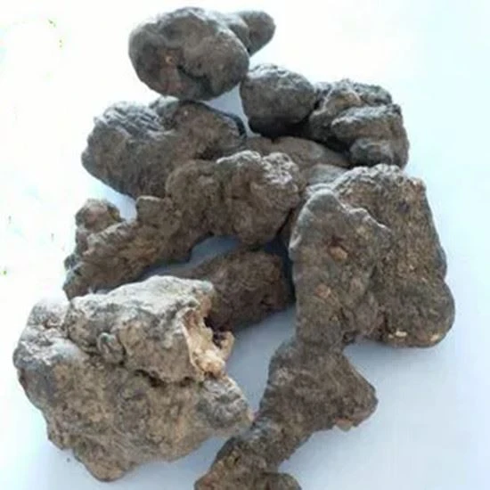 grifola