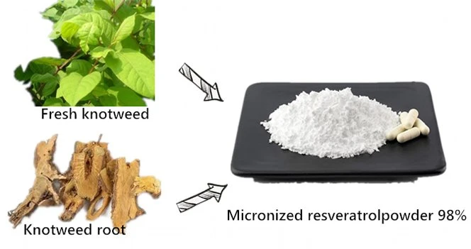 Polygonum extract2