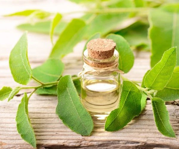 eucalyptus oil